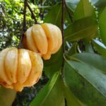 garcinia cambogia, malabar tamarind, vadakkan puli, northern tamarind, garcinia gummi-gutta, gambooge, brindleberry, nature, brindall berry, kudam puli, pot tamarind, fruit, edible, sour, western ghats, forest, karnataka, india, green fruits