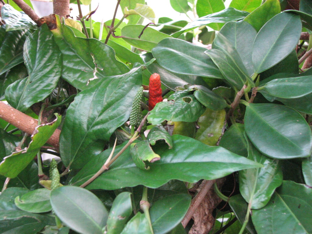 cabe jawa - Cabe Jawa cabe jawa - Cabe Jawa