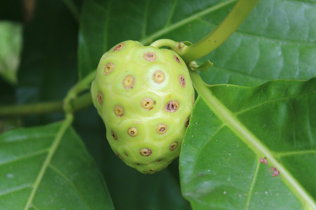 mengkudu - Mengkudu noni, morinda citrifolia, fruit, tropical, nature, noni, noni, noni, noni, noni