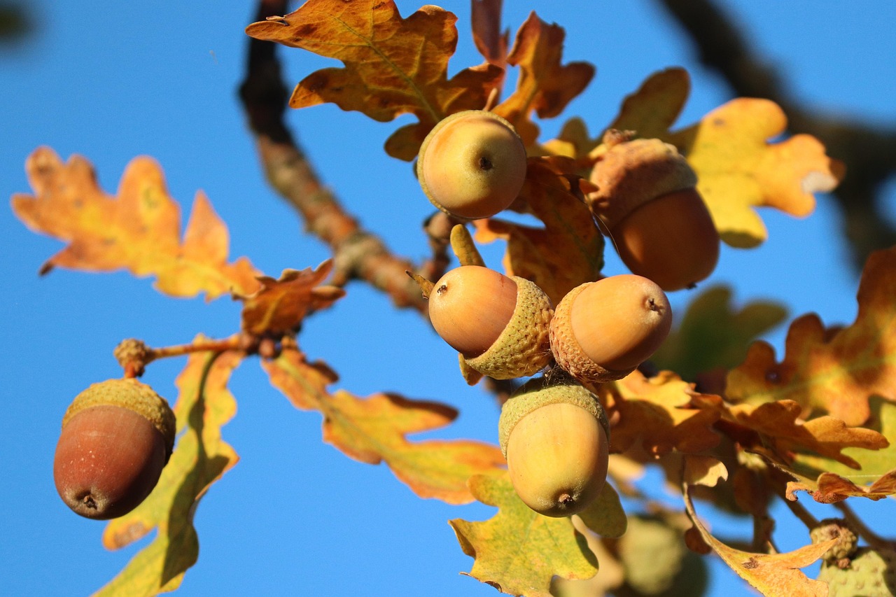 acorns, oak, oak leaves, quercus, tree, fall, leaves, nature, fruit, acorns, acorns, acorns, oak, oak, oak, oak, oak, oak leaves, oak leaves, quercus, quercus, nature