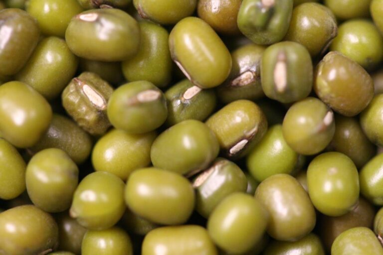 - Kacang Hijau