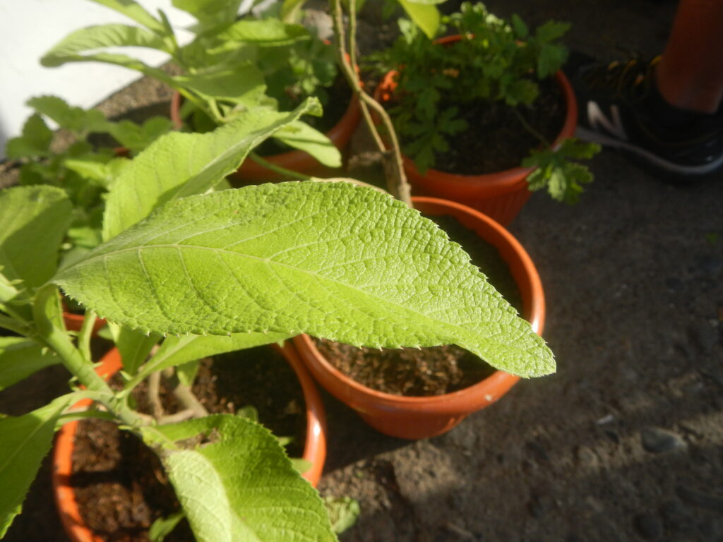 sembung - Sembung sembung - Sembung